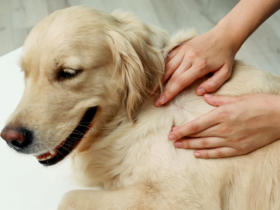 The Growing Concern of Lyme Disease in Dogs